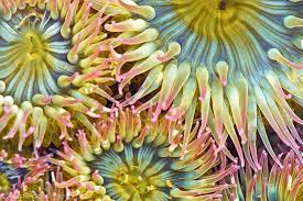 sea anemone1